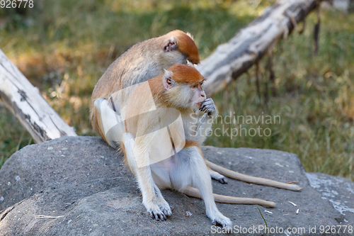 Image of patas monkey (Erythrocebus patas)