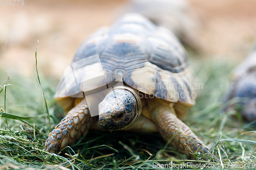 Image of Russian tortoise (Agrionemys horsfieldii)