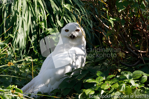 Image of snowy owl (Bubo scandiacus) large white bird