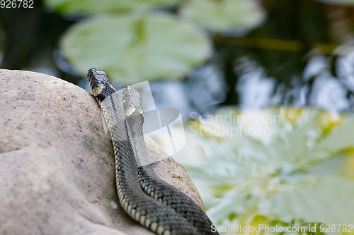 Image of grass snake (Natrix natrix) close up