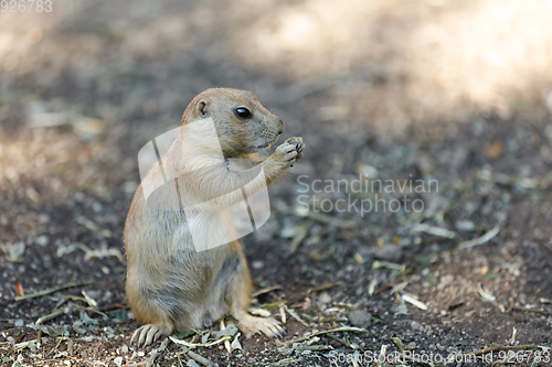 Image of Black-tailed prairie dogs (Cynomys ludovicianus)