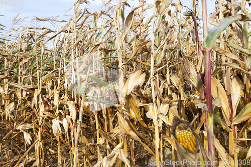 Image of ears of ripe corn