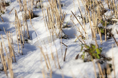 Image of Winter on the field