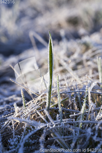 Image of winter wheat