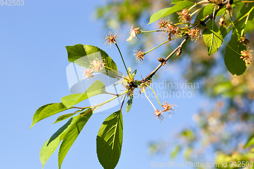 Image of cherry tree with flowers