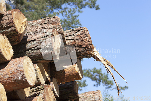 Image of Trunks of pine trees, wood and sky