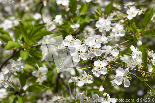 Image of flowers in spring day.