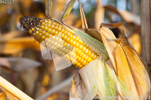 Image of ripe corn in the field