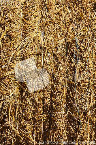 Image of harvesting wheat