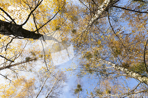 Image of Yellowed birch leaves