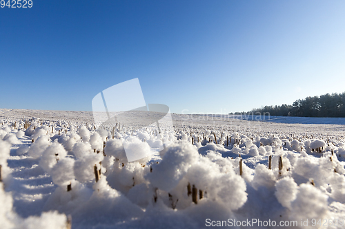 Image of Snow covered field