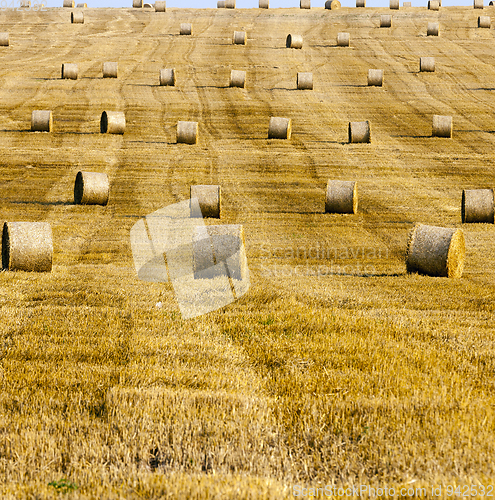 Image of Harvest of cereals