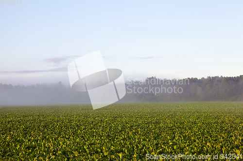 Image of green leaves beetroot