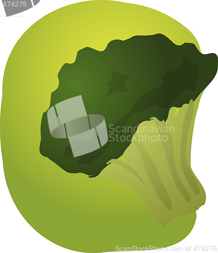 Image of Brocolli illustration