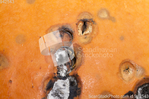 Image of rotting pumpkin close-up