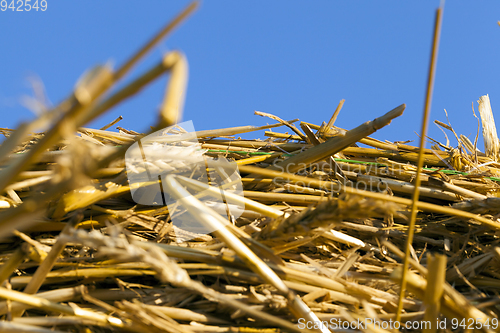 Image of pile of yellow dry straw