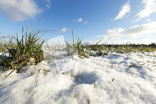 Image of Grass covered with snow