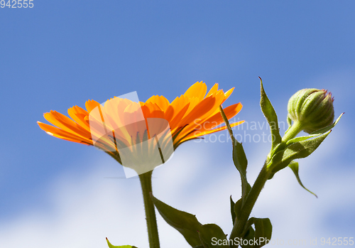 Image of Flower Marigold