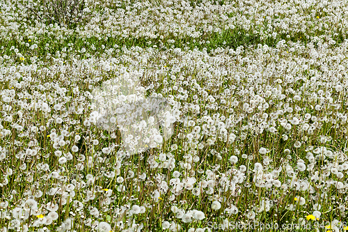 Image of Dandelion field