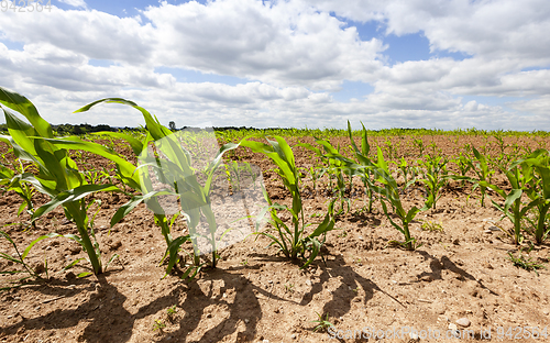 Image of Young corn crop