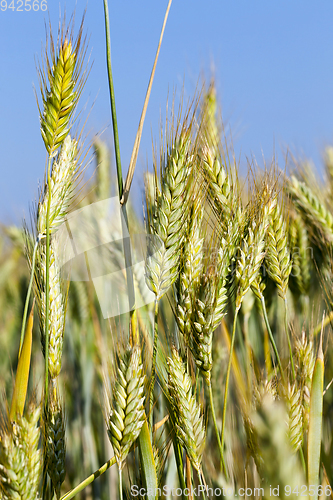 Image of ears of rye in the Agricultural field
