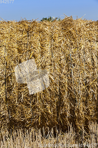 Image of straw texture background, close up