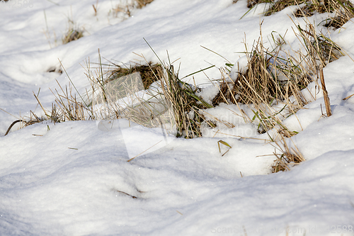 Image of After snowfall