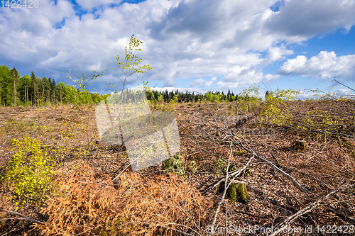 Image of cleared forest outdoor scenery south Germany