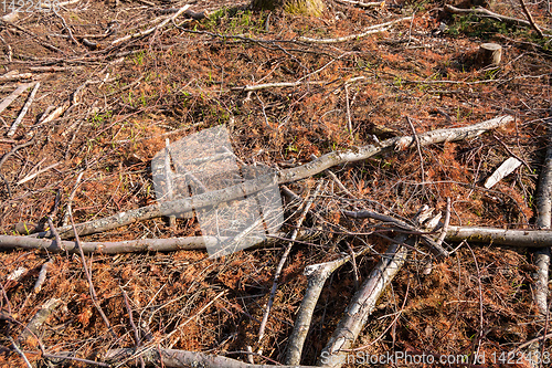 Image of cleared forest outdoor scenery south Germany