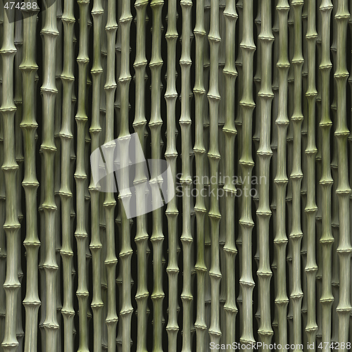 Image of Bamboo plants