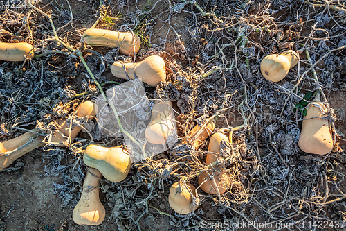 Image of typical field of pumpkin