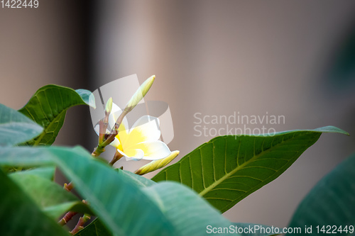 Image of white frangipani flower