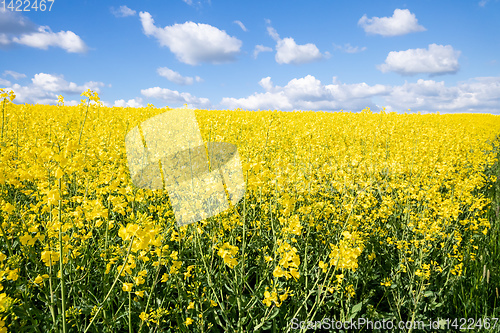 Image of rape field spring background