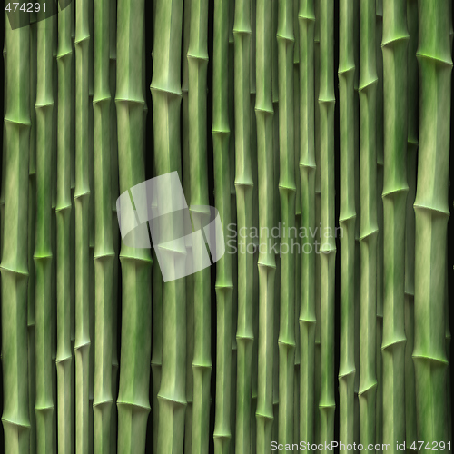 Image of Bamboo plants