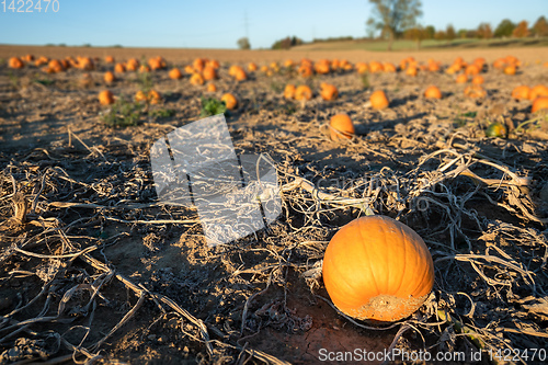 Image of typical field of pumpkin