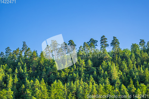 Image of typical forest with space for your content