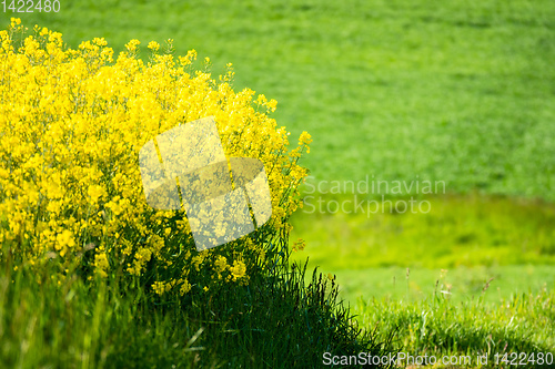 Image of rape field spring background