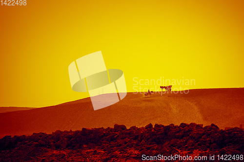 Image of horse ride in the desert Cairo Egypt