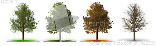 Image of tree in four seasons