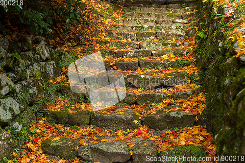 Image of Autumn maple leaves on the step