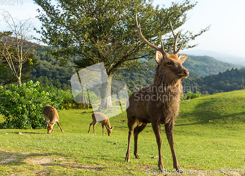 Image of Buck deer