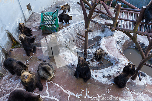 Image of Bear in zoo