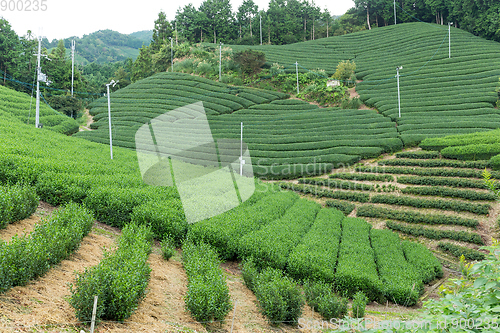 Image of Green fresh tea farm