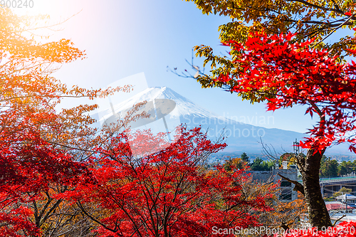 Image of Mount Fuji and red maple tree