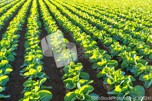 Image of Lettuce field