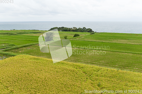 Image of Rice field and seaside
