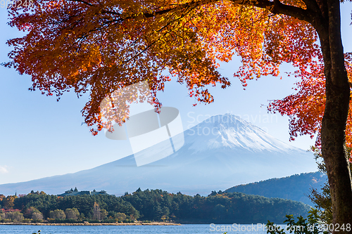 Image of Mt. Fuji and maple tree