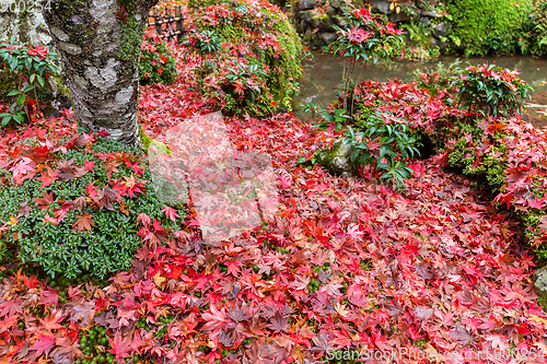 Image of Traditional Japanese garden in autumn season