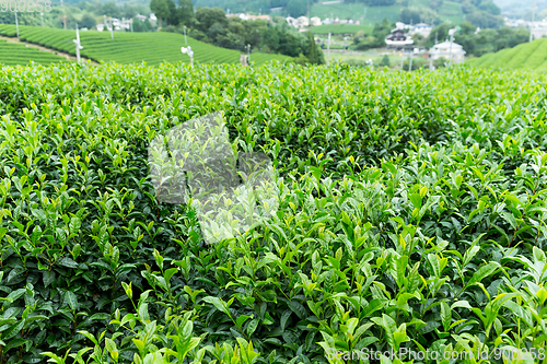 Image of Green Tea Farm