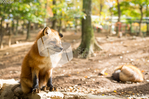 Image of Red Fox sitting on the rock